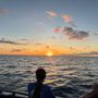 Hawaii Dolphin