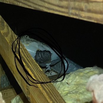 Critter Control - Crawl space, a/c - Pest Control Near Me Critter Control - Crawl space, a/c - Pest Control Near Me