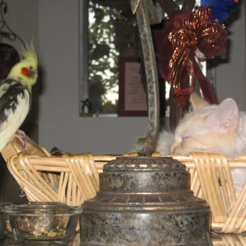 Pryor's Planet - PeePee Cockatiel Lost 4/8/14 Sherman Oaks m.posner@sbcglobal.net - Animal Shelters Near Me - Encino, California Pryor's Planet - PeePee Cockatiel Lost 4/8/14 Sherman Oaks m.posner@sbcglobal.net - Animal Shelters Near Me - Encino, California