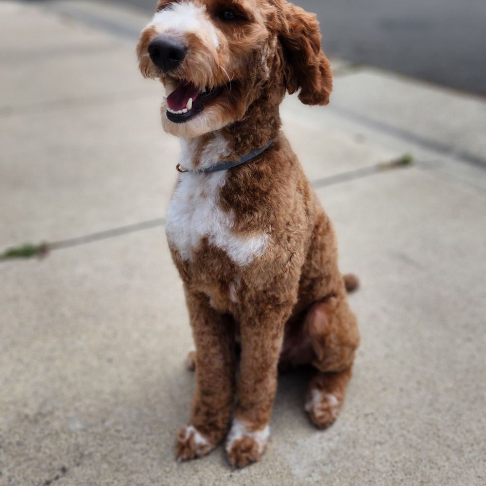 WAGGERS - Pet Groomers Near Me - Sacramento, California WAGGERS - Pet Groomers Near Me - Sacramento, California