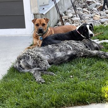 Life is Pawsible - The newest adoption pack! - Pet Training Near Me - Herriman, Utah Life is Pawsible - The newest adoption pack! - Pet Training Near Me - Herriman, Utah