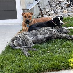 Life is Pawsible - The newest adoption pack!