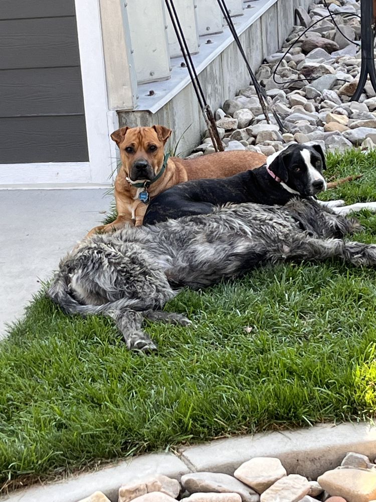 Life is Pawsible - pet boarding facility in Herriman, UT