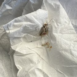 Tutor Time of Downers Grove - This guy jumped out when kiddo reached into a toy basket. Thankfully as a parent, I always carry tissue in my pockets.