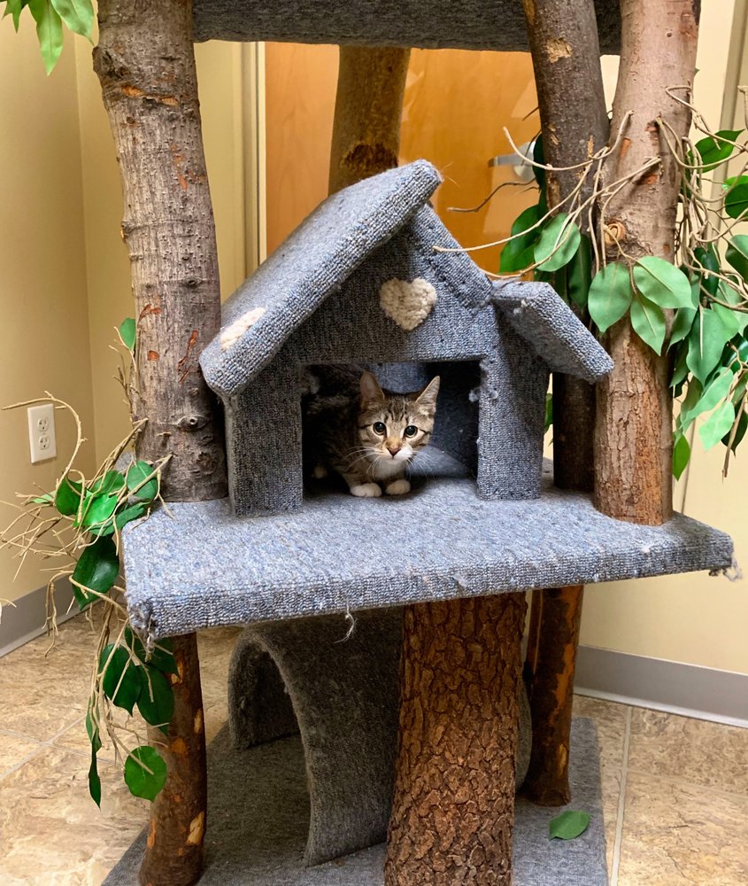 VET LOVES PET VETERINARY HOUSE CALLS 14 Photos & 21 Reviews 261