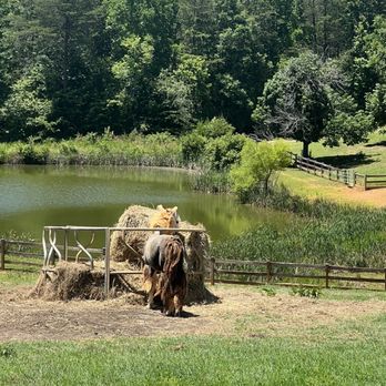 Divine Llama Vineyard - Wineries Near Me - East Bend, North Carolina Divine Llama Vineyard - Wineries Near Me - East Bend, North Carolina