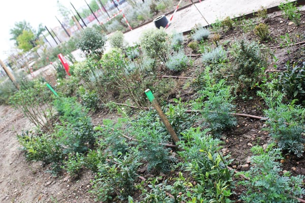 Parc aux Angéliques by null