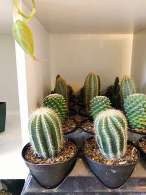 The Botanical Bar by null