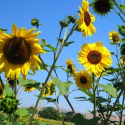Ramirez Farm