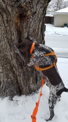 Fetch Pet Care Royal Oak - Birmingham