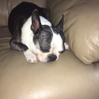 Shores Grooming - Relaxing after being pampered :} - Pet Sitting Near Me - St. Clair Shores, Michigan