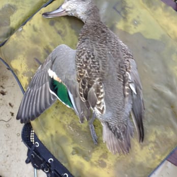 Rocky Point Resort - Green Wing Teal at Pelican Bay near Rocky Point Resort - Resorts Near Me - Klamath Falls, Oregon Rocky Point Resort - Green Wing Teal at Pelican Bay near Rocky Point Resort - Resorts Near Me - Klamath Falls, Oregon