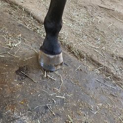A Partner For Life Horsemanship - Partial grow out of damage caused by this trainer's neglect