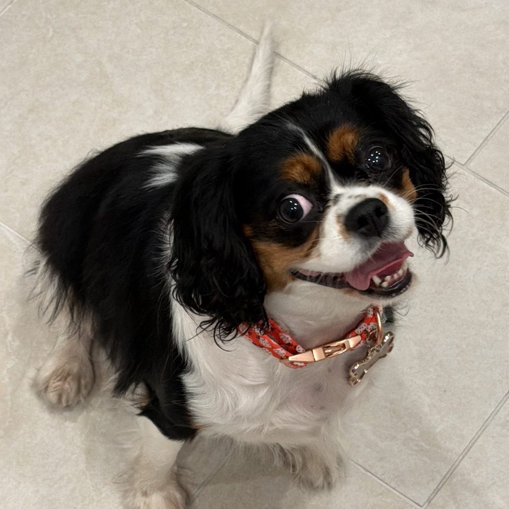 Lettie our cavalier adopted from Animal Prayers Lettie our cavalier adopted from Animal Prayers