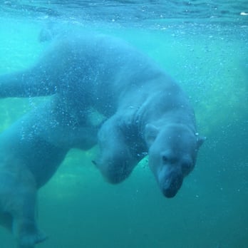 Denver Zoo - Swimming polar bear - Zoos Near Me - Denver, Colorado