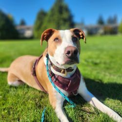Catahuly Canine - I get to play while while mom is at the pool!