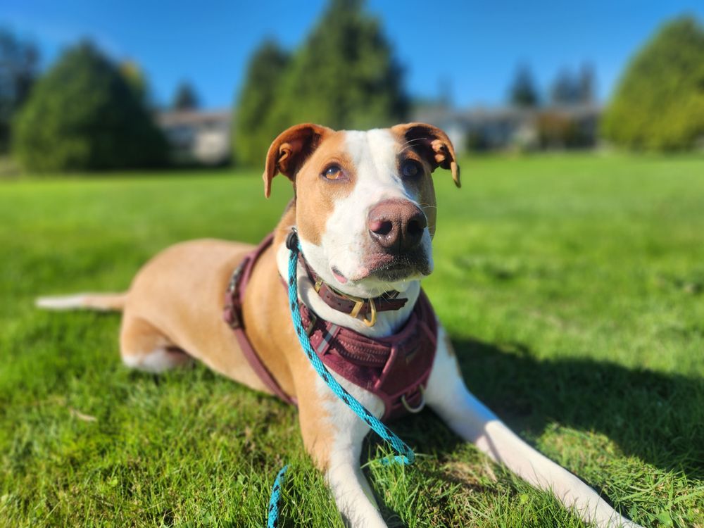 Catahuly Canine - pet boarding facility in Belfair, WA