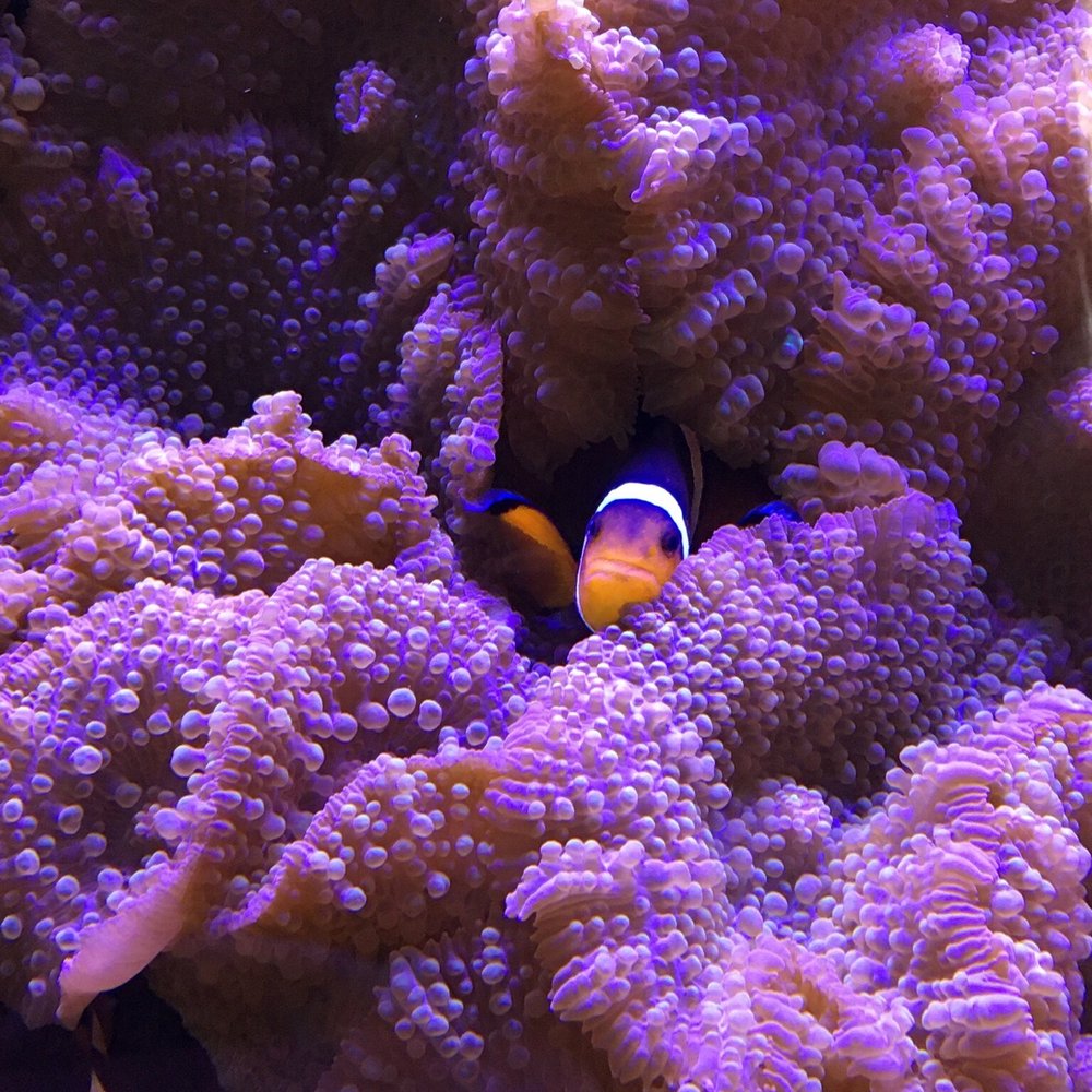 Aquarium Aquarium