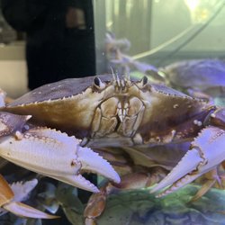 Goldfish Seafood Market - Live Dungeness Crab