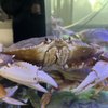 Goldfish Seafood Market gift card