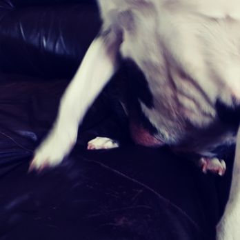 CENTREDMVET - Montréal - Dirt and irritation on her belly - Veterinarians Near Me - Lachine, Quebec