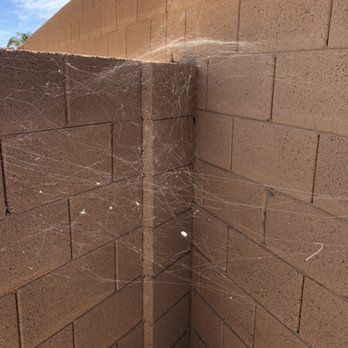 Pest Control Bros - Webs from spiders ballooning into yard from windy day. Orb weaver webs - Pest Control Near Me Pest Control Bros - Webs from spiders ballooning into yard from windy day. Orb weaver webs - Pest Control Near Me