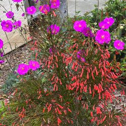 GP Landscape & Maintenance