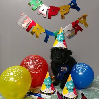 Barking Budds - Chip with all his birthday gear! Thanks Sandy and German - Dog Walkers Near Me Barking Budds - Chip with all his birthday gear! Thanks Sandy and German - Dog Walkers Near Me