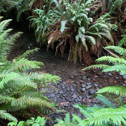 Skunk Cabbage Trail - Another view of the tiny creek, and ferns, next to Skunk Cabbage Trail.