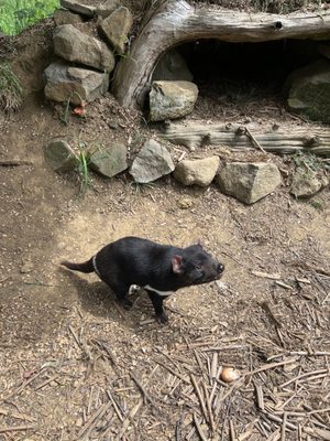 Tasmanian Devil Unzoo by null