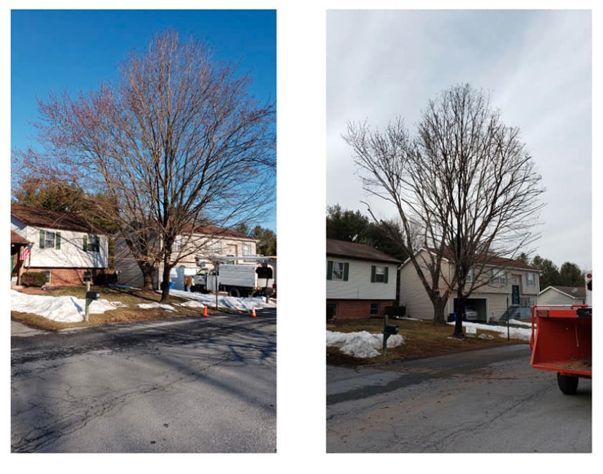 BAKERS TREE SERVICES Updated September 2024 70 Photos Lewisberry