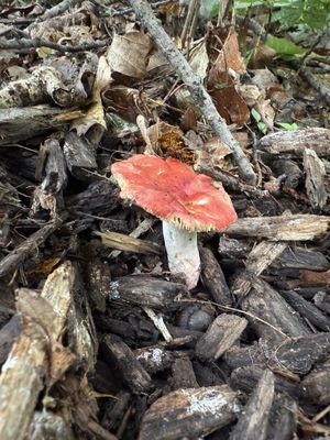 Effigy Mounds National Monument by null