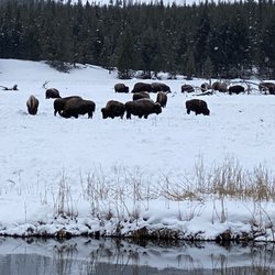 Back Country Adventure Snowmobile Rentals in West Yellowstone gift card