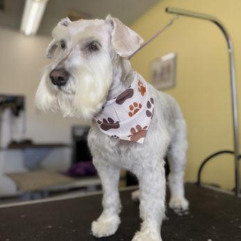 Minerva's Pet Grooming - Pet Groomers Near Me - Tucson, Arizona Minerva's Pet Grooming - Pet Groomers Near Me - Tucson, Arizona