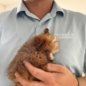 Dog Boutique Store - Pet Stores Near Me - Pembroke Pines, Florida