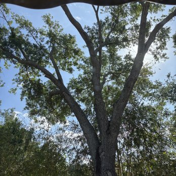 Tronco's Land - (AFTER) - Tree Services Near Me - Tampa Palms, Florida Tronco's Land - (AFTER) - Tree Services Near Me - Tampa Palms, Florida