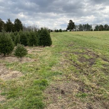 Sitko Tree Farm - Christmas Trees Near Me - Pottstown, Pennsylvania