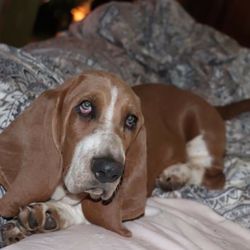 Baggy Bassets - Blue mahogany basset hound puppy