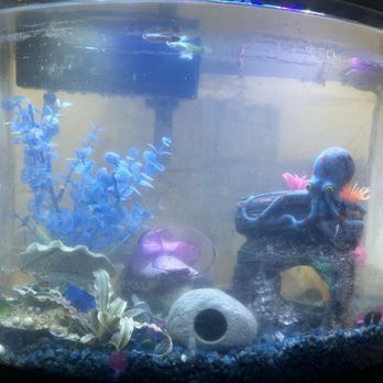 PetSmart - The Aquarium! - Pet Groomers Near Me - Georgetown, Texas