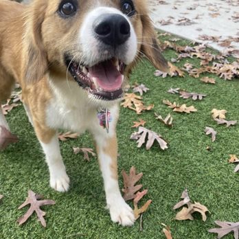 Big Reds Bed & Biscuit - Pet Sitting Near Me - Indian Trail, North Carolina