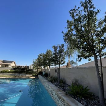 Cal-Tree Services and Landscaping - Bay Laurel tree crown reduction due to close proximity to pool and property line and ornamentally pruned for a lighter canopy - Tree Services Near Me - Bakersfield, California Cal-Tree Services and Landscaping - Bay Laurel tree crown reduction due to close proximity to pool and property line and ornamentally pruned for a lighter canopy - Tree Services Near Me - Bakersfield, California