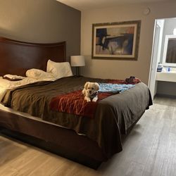 Grand Vista Hotel & Suites - Animal friendly, beds are comfortable.