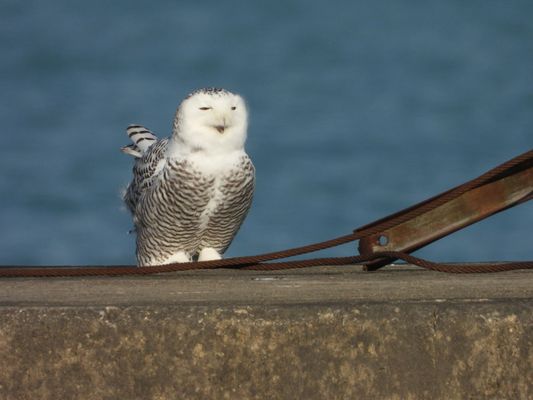 Montrose Point Bird Sanctuary by null