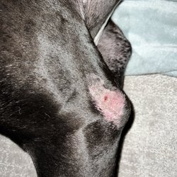 Barks Bubbles N Beauxs - Marks from sitting in a pen for 6 days