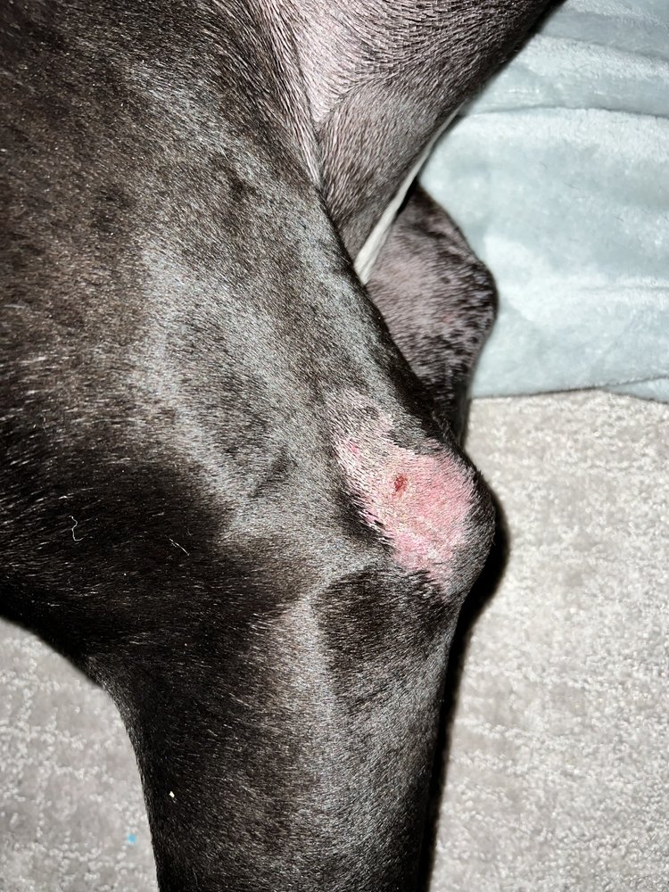 BARKS BUBBLES N BEAUXS Updated September 2024 27 Photos & 15