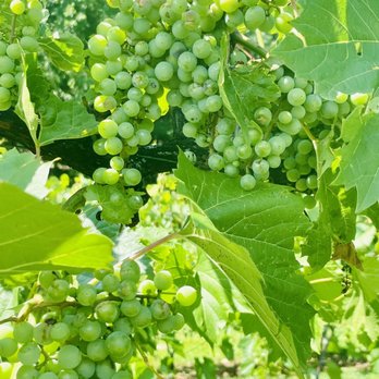 Pocono Daytripper - Gorgeous grapes...soon to be wine - Food Tours Near Me - East Stroudsburg, Pennsylvania Pocono Daytripper - Gorgeous grapes...soon to be wine - Food Tours Near Me - East Stroudsburg, Pennsylvania