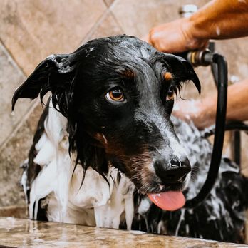 Pet Supplies Plus Ames - Pet Groomers Near Me - Ames, Iowa Pet Supplies Plus Ames - Pet Groomers Near Me - Ames, Iowa