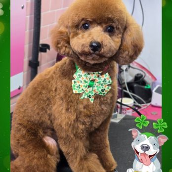 Nicole Dunn Mobile Grooming - Pumpkin after her grooming. - Pet Groomers Near Me - Riverside, California