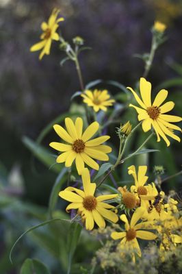 Gorman Nature Center by null