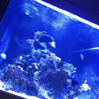 Lechon - The blue fish tanks with Dori - Tapas Bars Near Me - Portland, Oregon